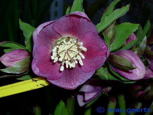 helleborus hybr